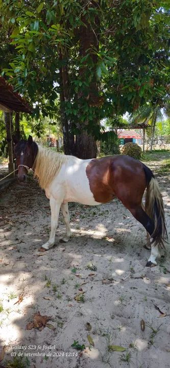 ÉGUA MANGALARGA PAINT HORSE - Foto 6