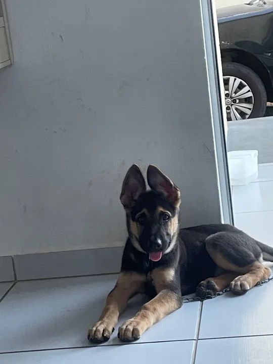 Pastor alemão macho puro linhagem perfeita sem defeito  - Foto 3