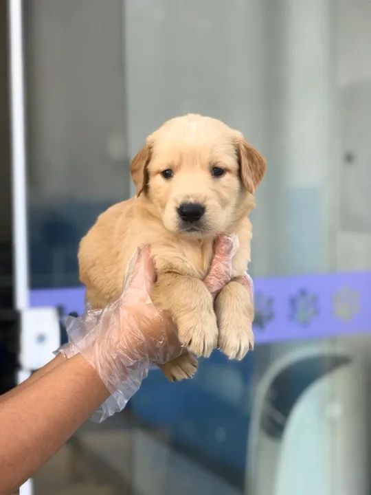 Golden retriever - Fêmea maravilhosa disponível - Filhote já vacinado (V10 importada) - Foto 2