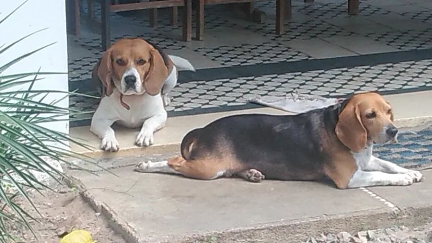 Cachorro, 3 filhotes de beagle, nascidos no 28 de maio - Foto 2