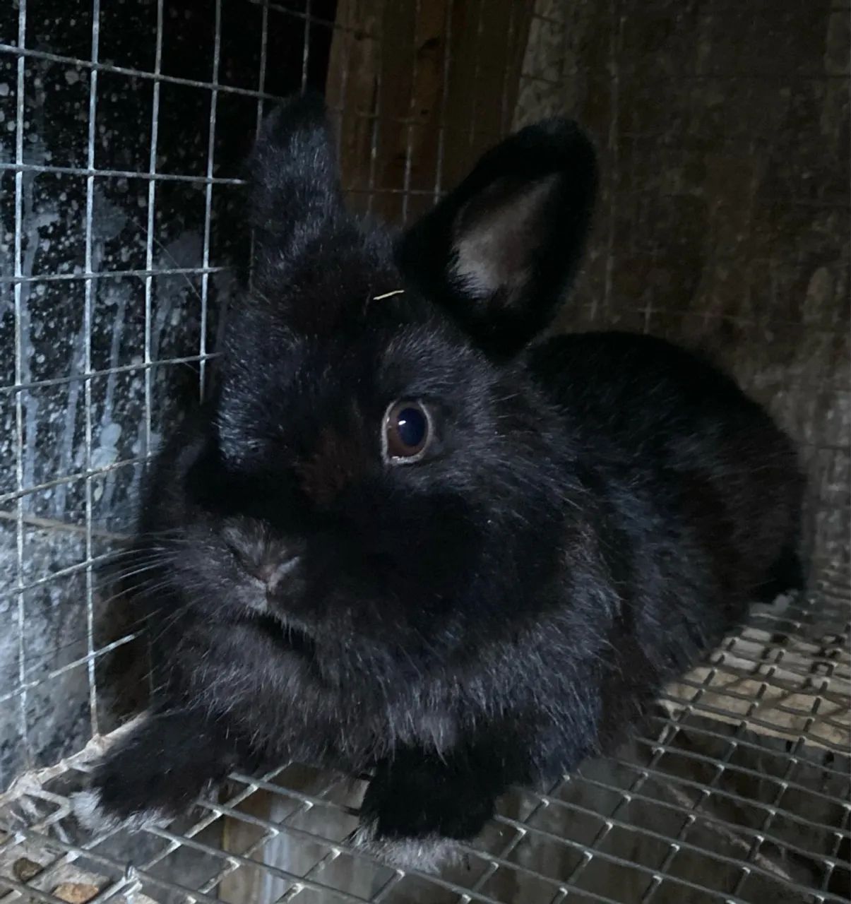 Netherland Dwarf - Coelho anão - Foto 3