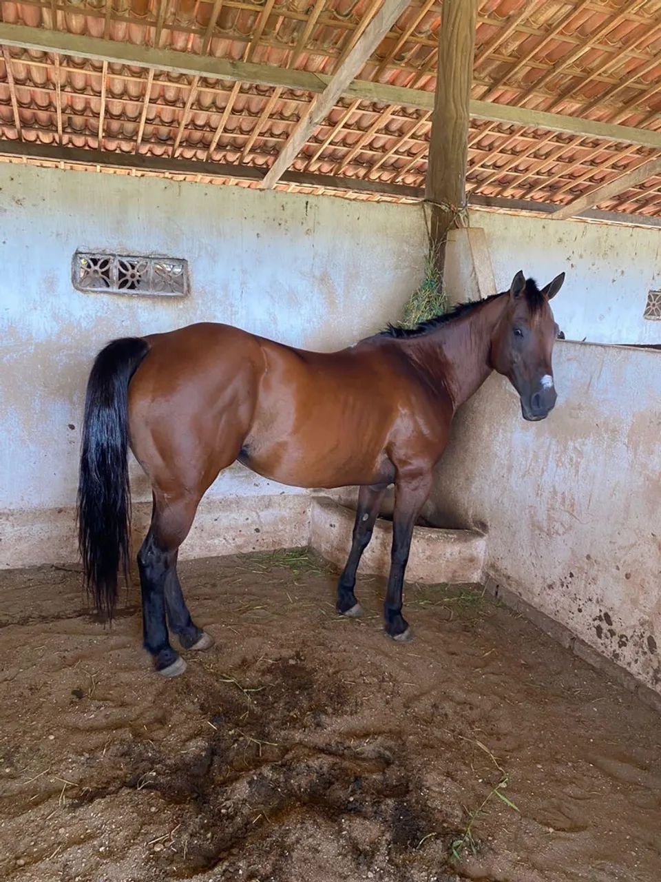 Égua QM (Direita) Documento,Meio sangue valor a Negociar . - Foto 4