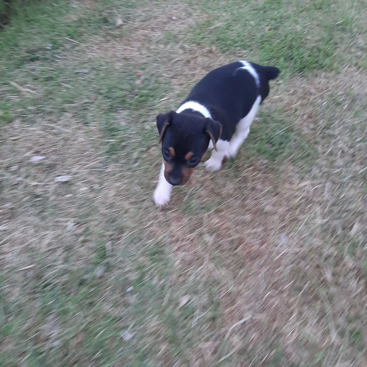 FOX PAULISTINHA ( TERRIER BRASILEIRO). MACHO E FÊMEA  - Foto 2
