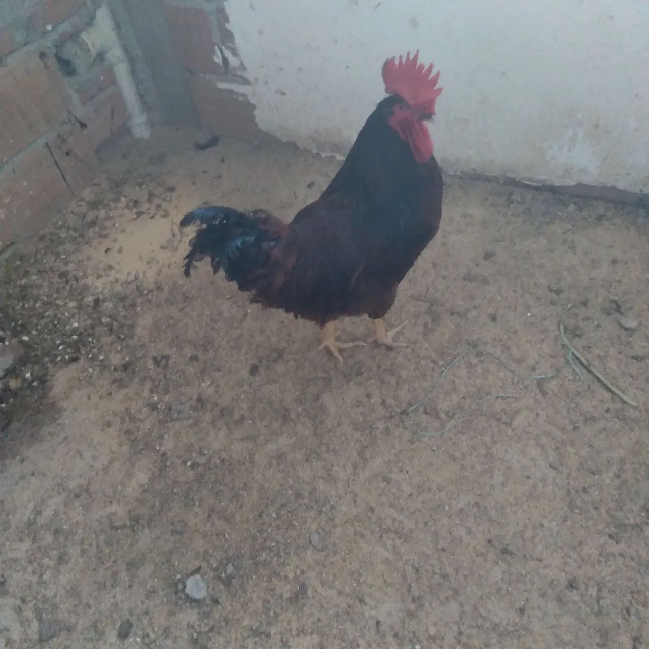 Galos Rhody Islan Red com Embrapa