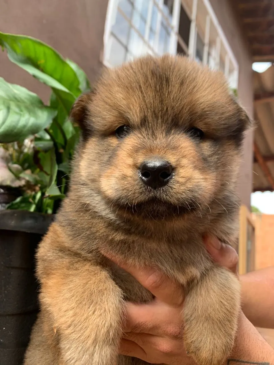 Filhote Chow-Chow Macho e fêmea