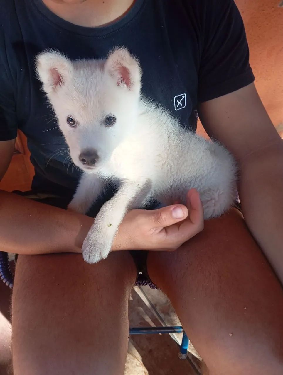 Filhote de Husky Siberiano - Foto 4
