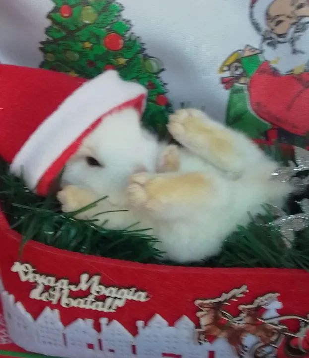 Coelha Mini Netherland com 30 dias 