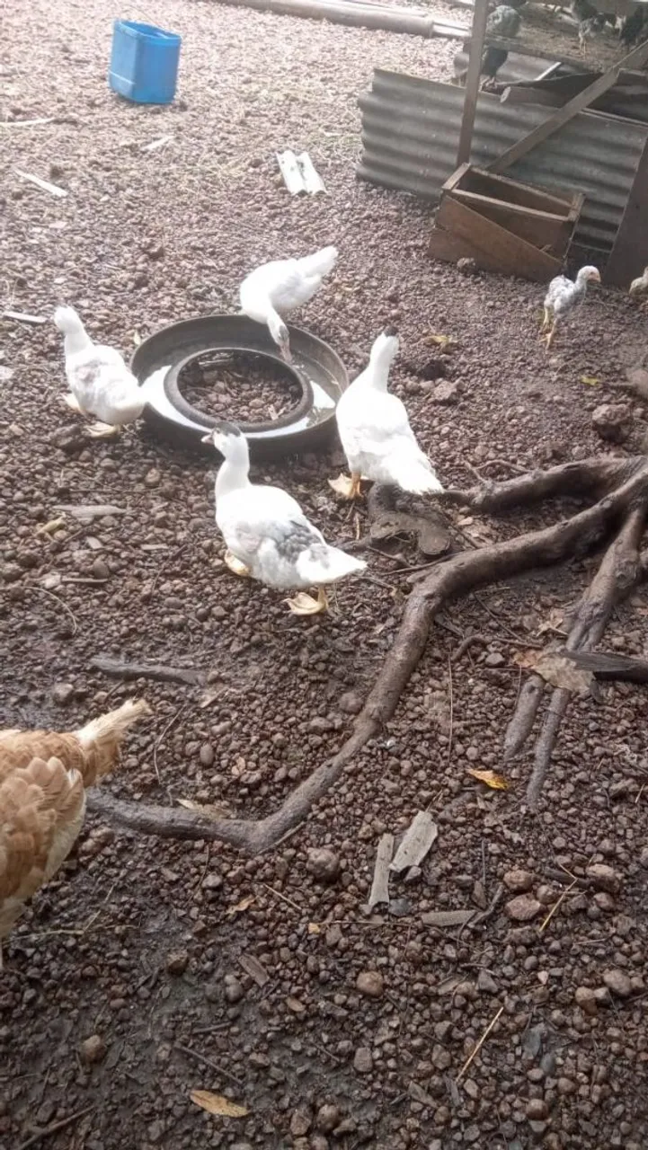 PATOS ADULTOS 50 REAIS CADA