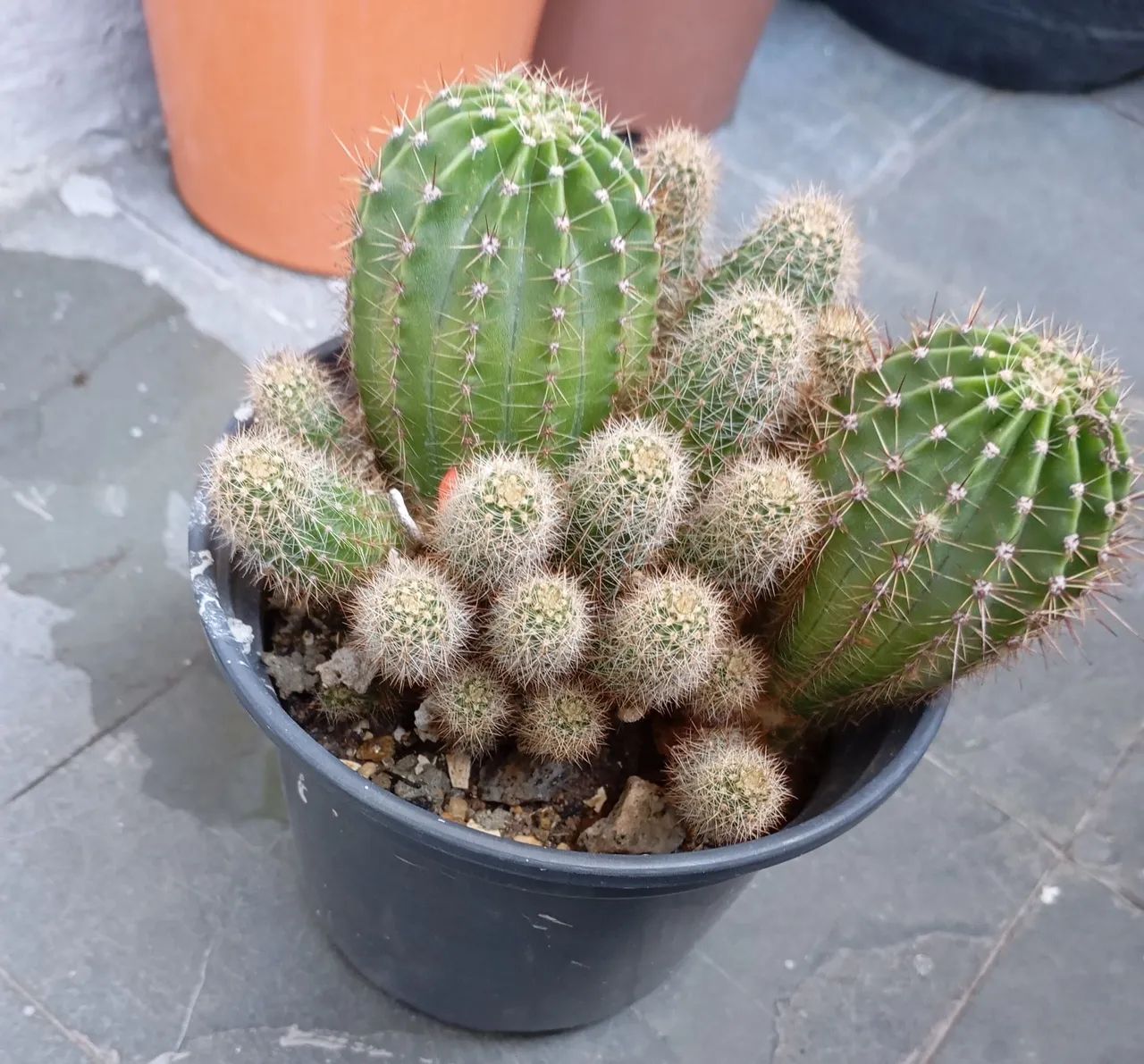 Cactus diversos para venda