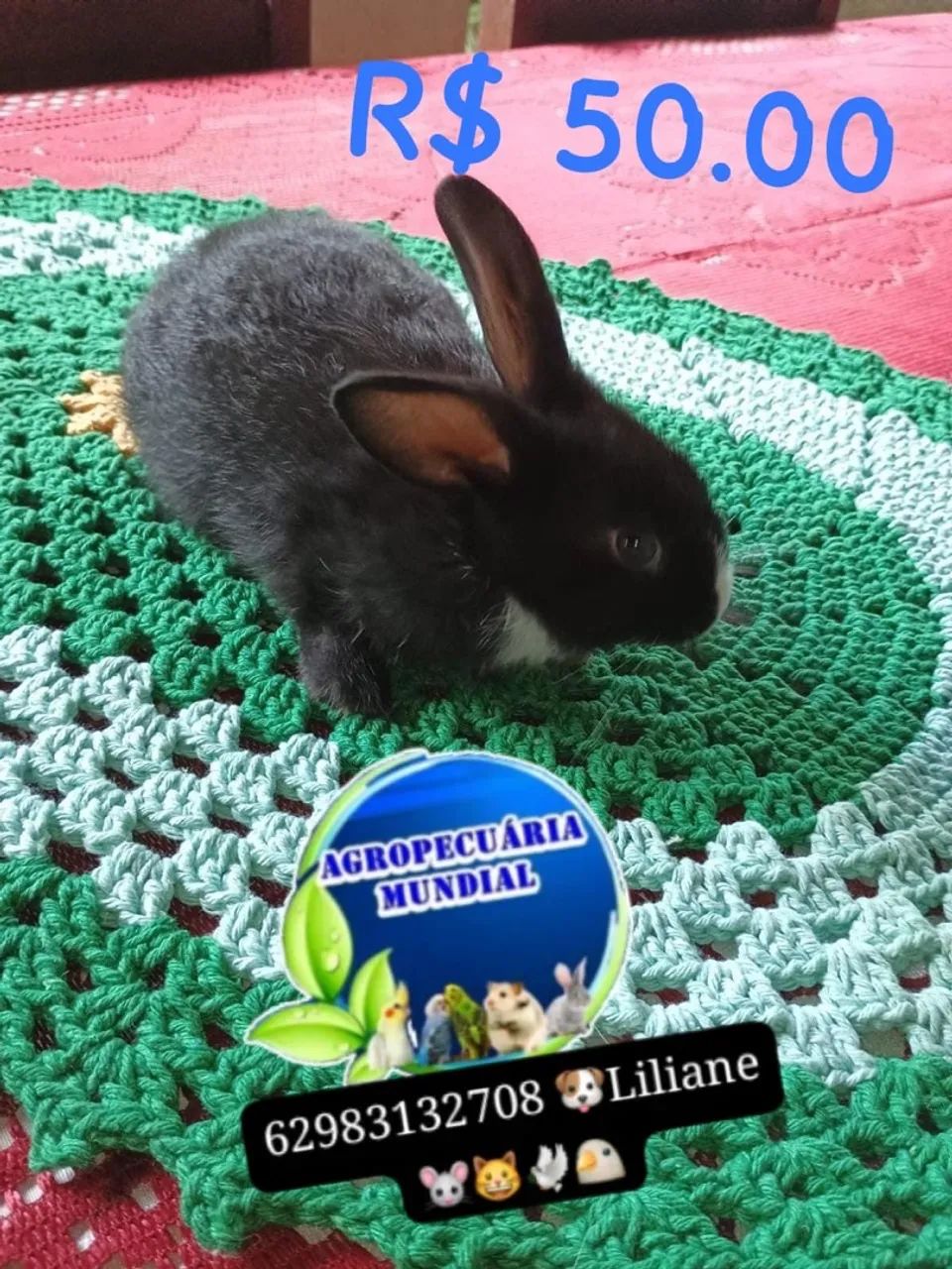 Coelhos e porquinho da índia  - Foto 3