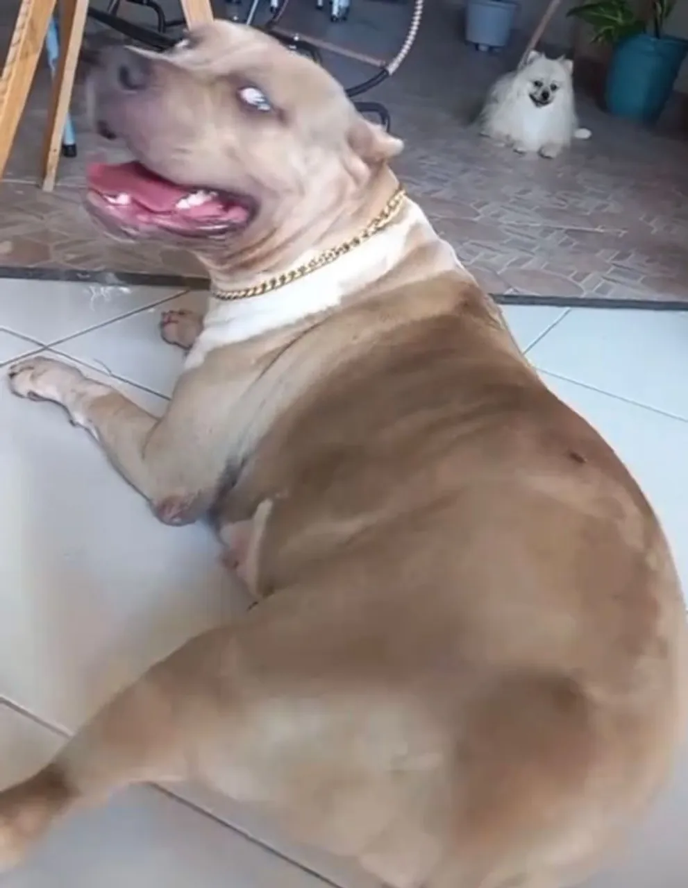 Pitmonster femea - Porte Atlético e Charmoso