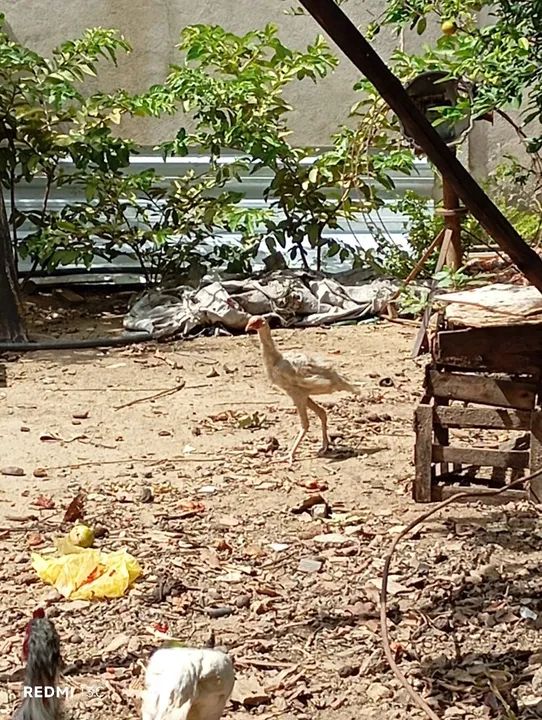 2 frangão e 1 franga china pura - Foto 4