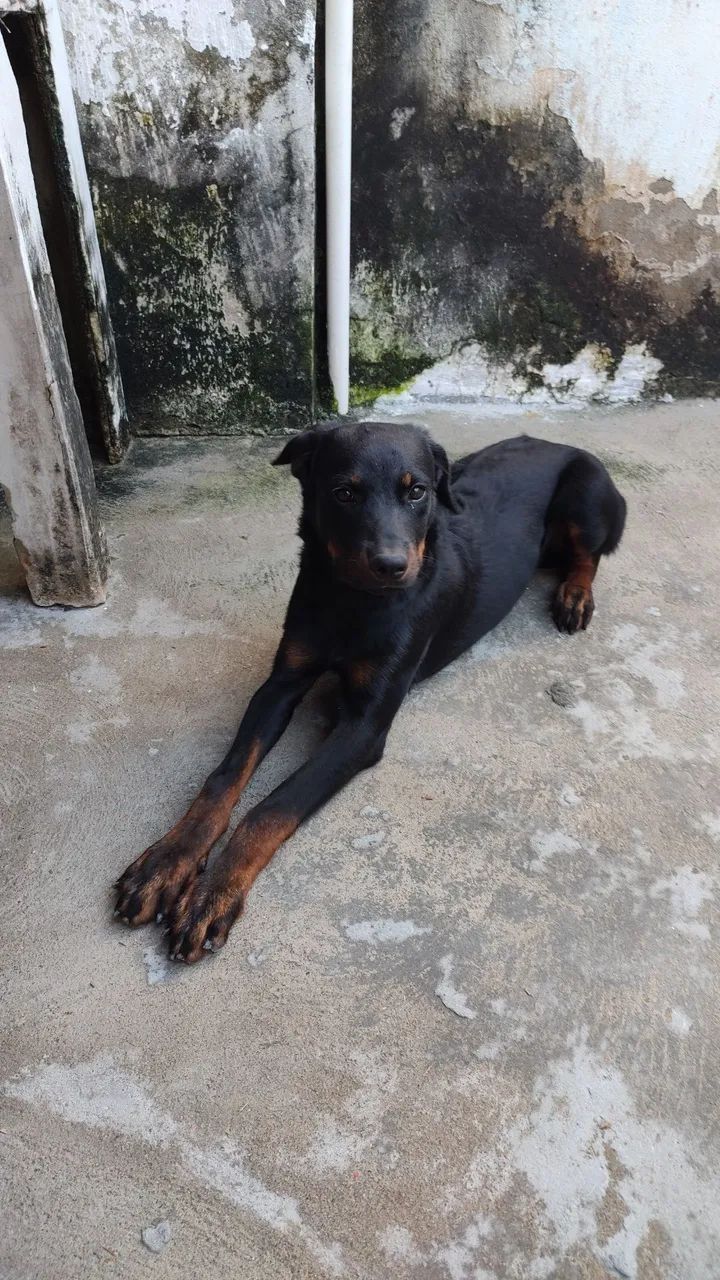 Filhote de rottweiler fêmea - Foto 4