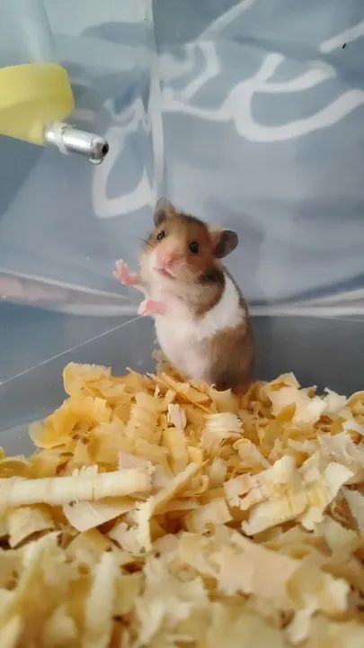 Hamster sírio ursinho - Foto 2