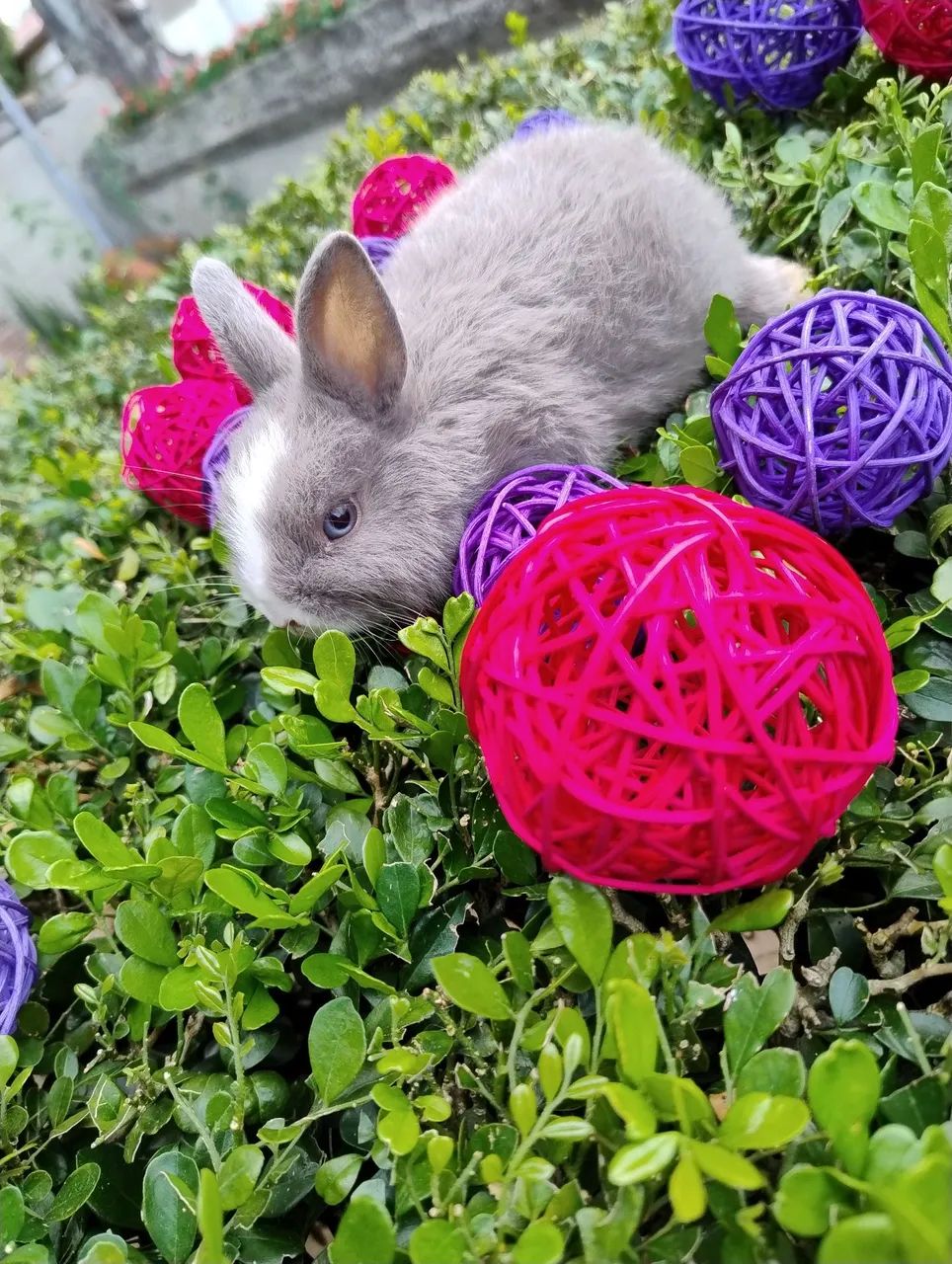 Coelho Netherland disponível  - Foto 5