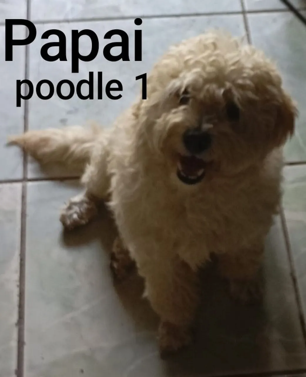 Filhote de Poodle 
