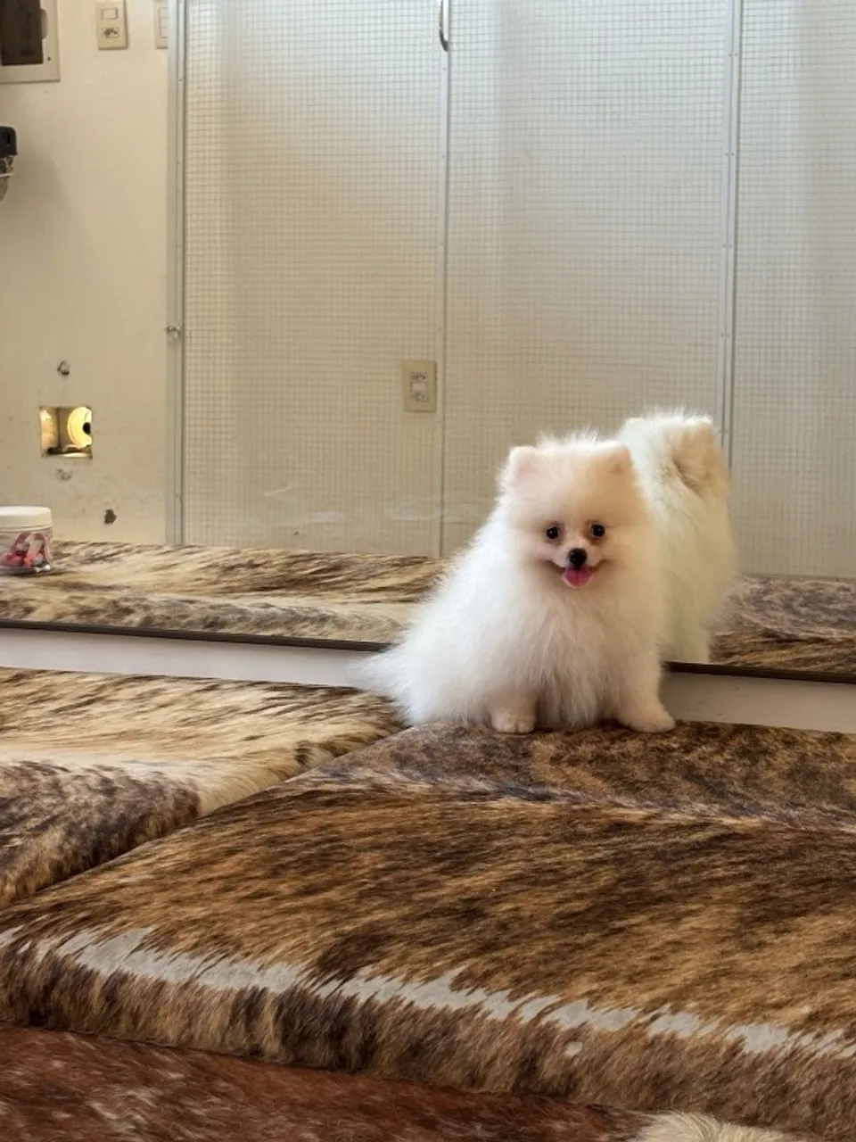 Spitz alemão