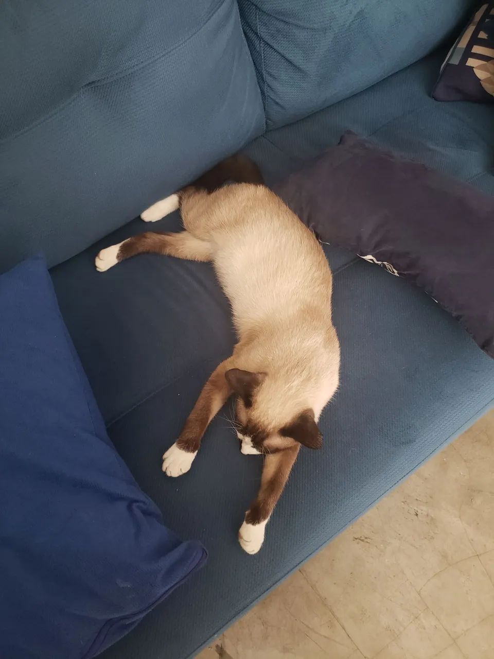 GATA PERDIDA - VILA REGENTE FEIJÓ / TATUAPÉ - SP - Foto 3