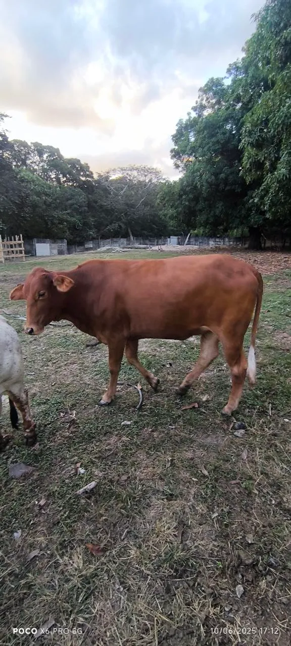 Novilha venda ou troca 