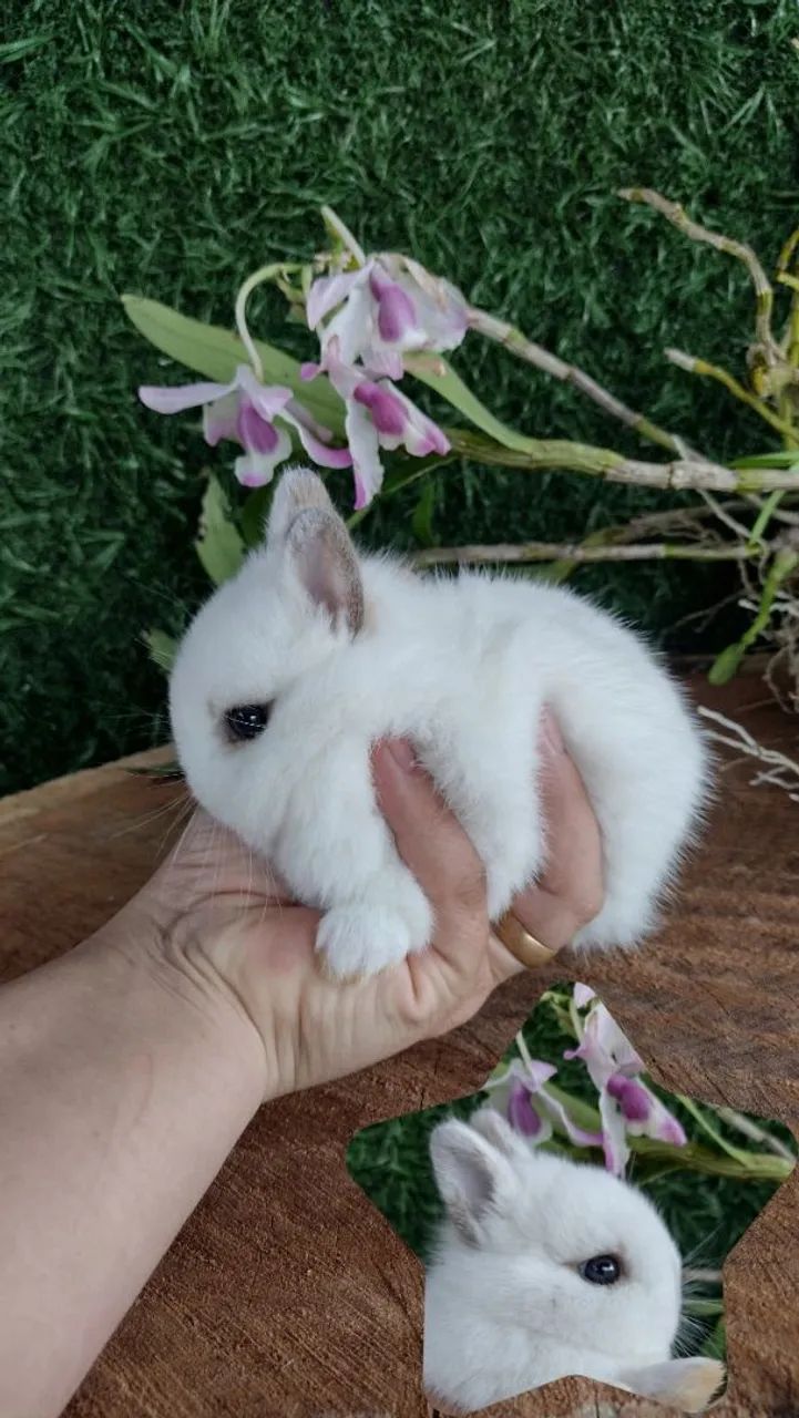Netherland dwarf 