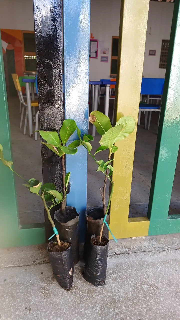 Mudinhas de plantas enxertadas para jardim ou horta