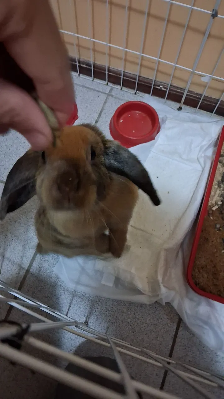 Mini coelha, raça netherland, mansa e divertida.