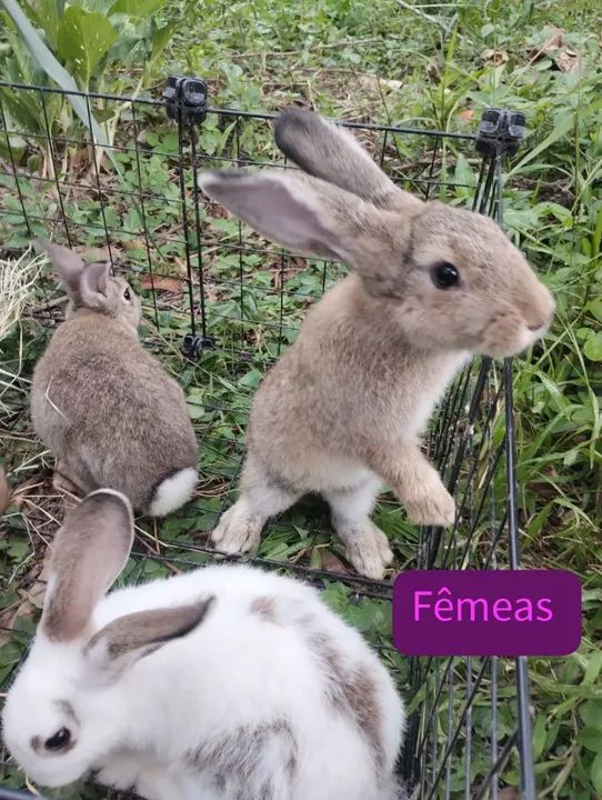Coelhos com 5 meses - Foto 6