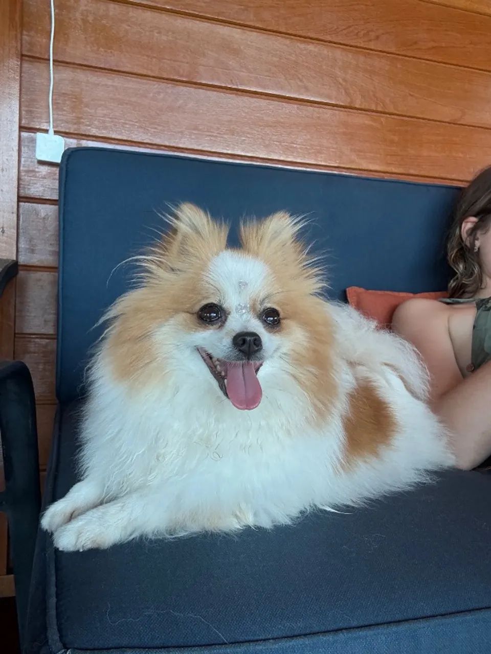 Vendo filhote de Spitz alemão. 