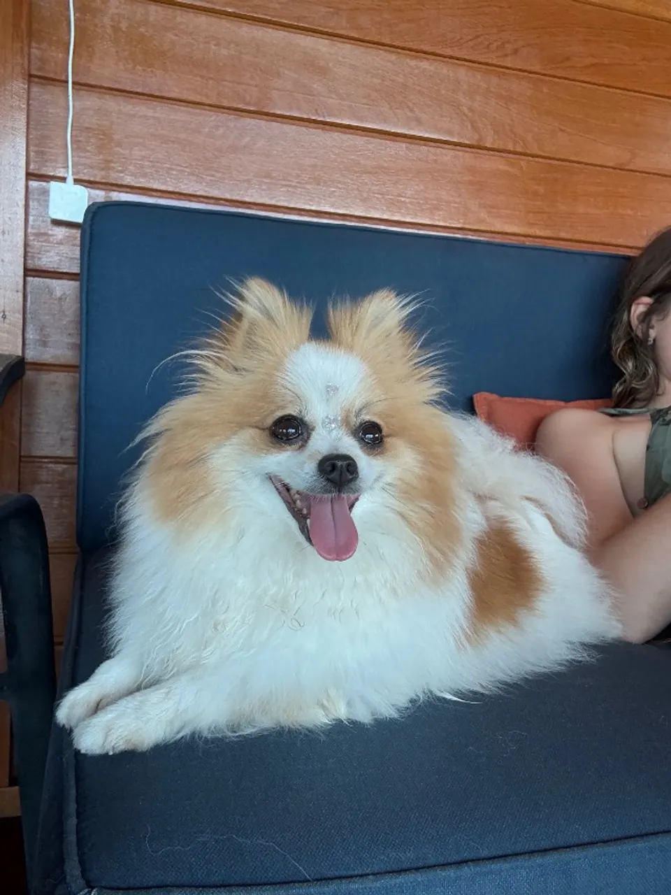Vendo filhote de Spitz alemão. 