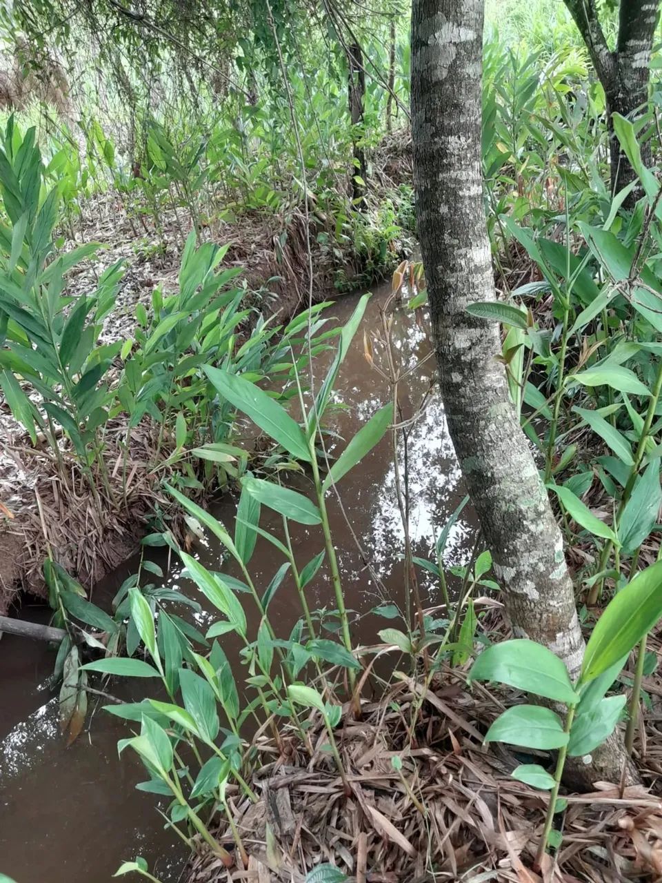 Sitio em Desterro de Entre Rios  MG  Casa antiga centenaria boa topografia e agua corrente - Foto 5