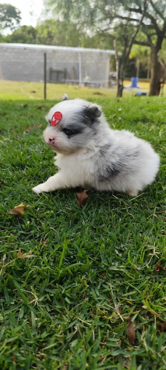 Filhote Spitz Alemão Anão macho Uma bolinha de fofura! Blue merle