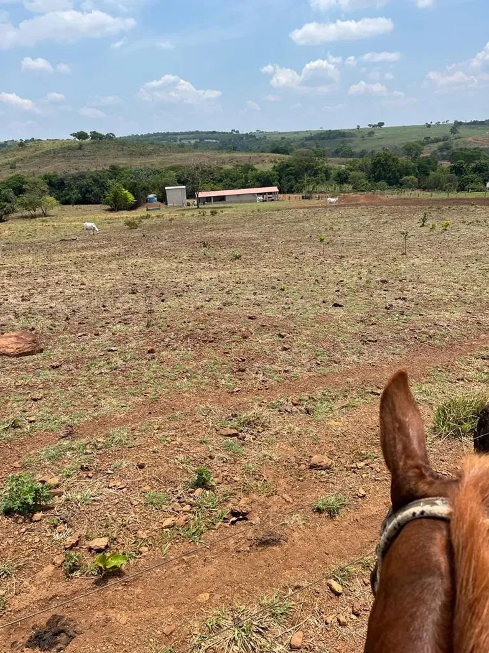 FAZENDA EM MATO GROSSO 199 ALQUEIRAO EM PASTO