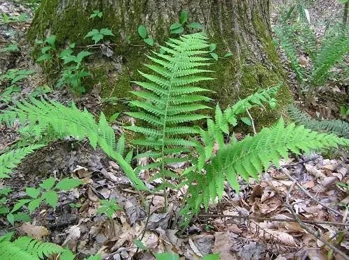 Samambaias