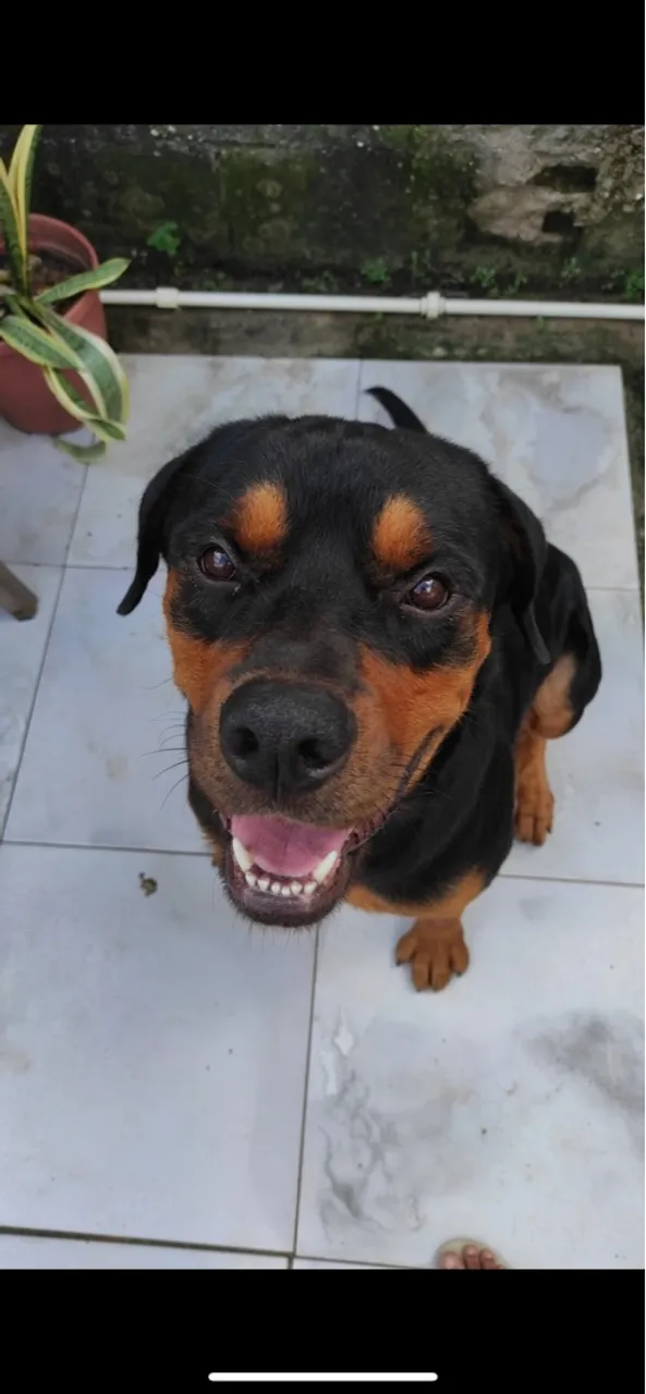 Procura-se fêmea pra cruzar!!!