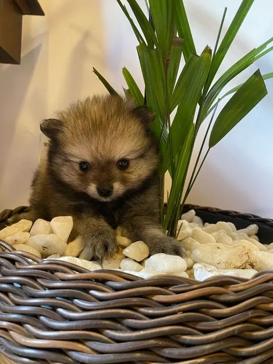 Filhote Spitz Alemão Fêmea 2 meses- (Lulu da Pomerânia)   - Foto 5