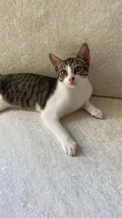 GATINHO FILHOTE PARA DOAÇÃO  - Foto 2