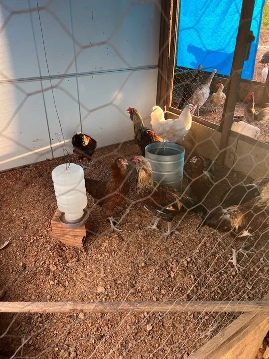 Galo Ameraucana raça pura - Foto 2