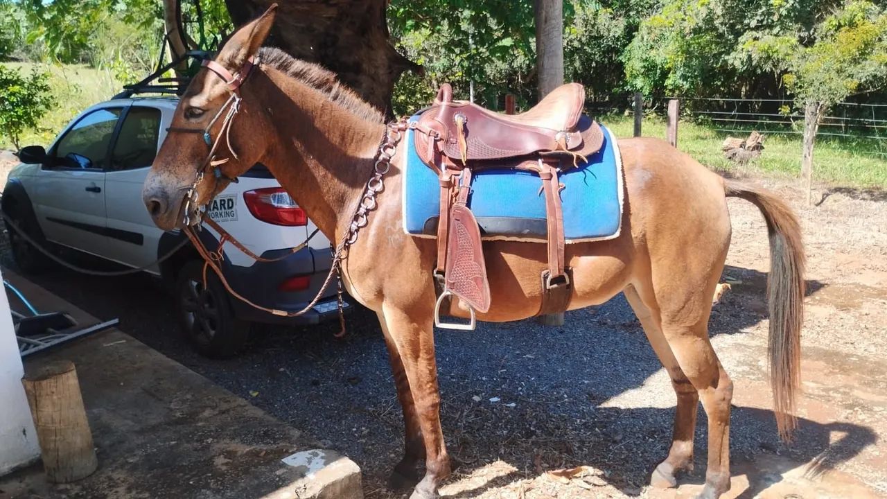 Mula para venda - Foto 3