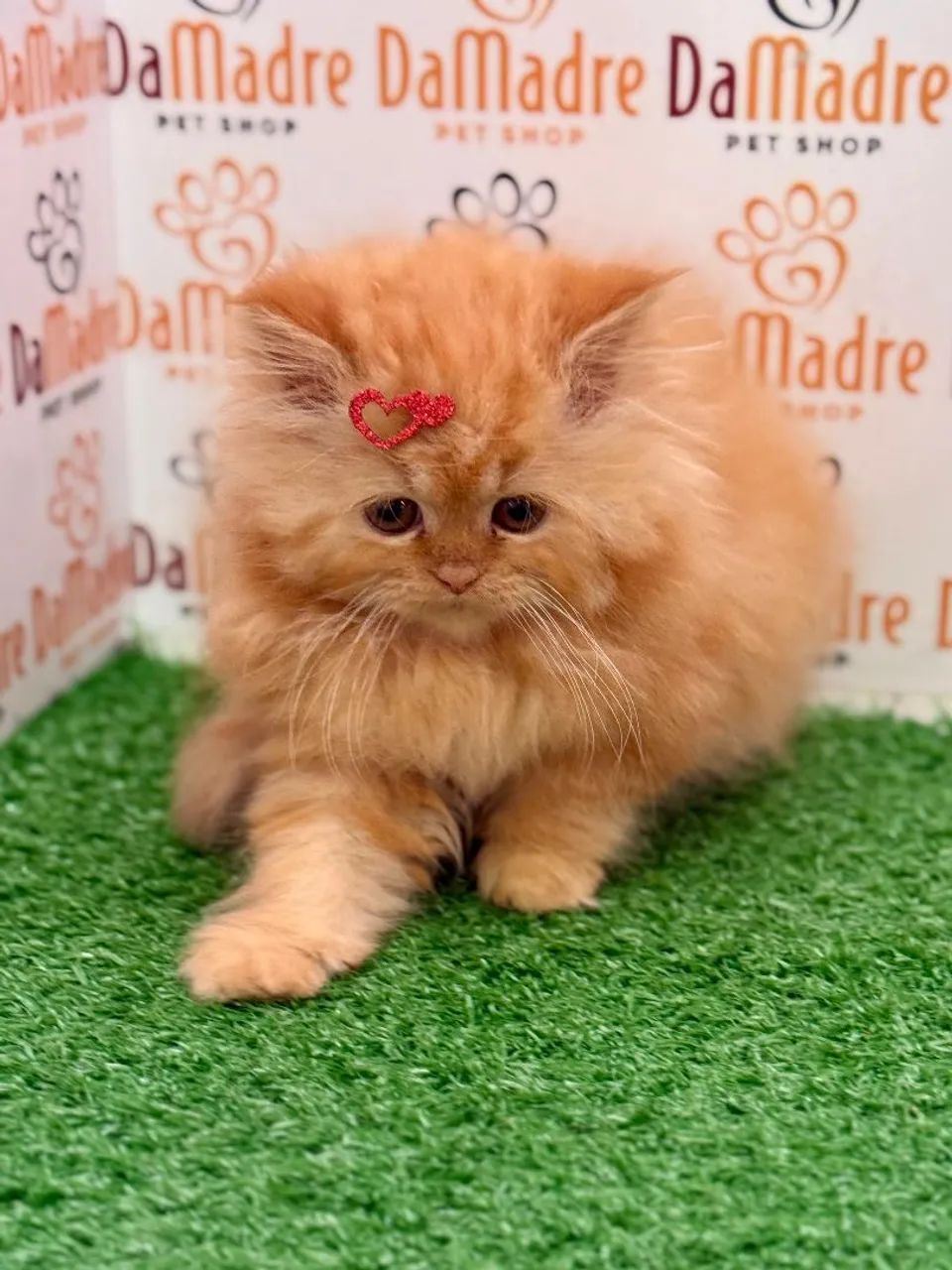 Filhote de gato persa exótico - Foto 4