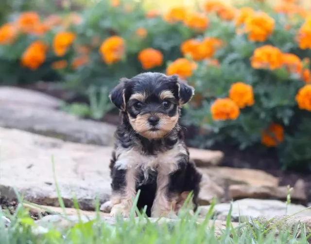 Antecipe presente do seu amor Poodles toy com yorkshire zap (85)99990.2592