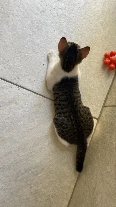 GATINHO FILHOTE PARA DOAÇÃO  - Foto 3