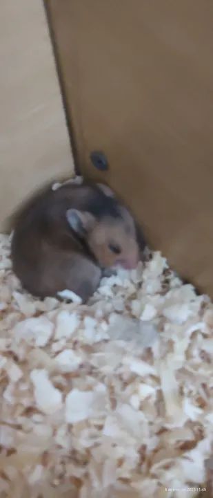 11 hamsters fofinhos! - Foto 4