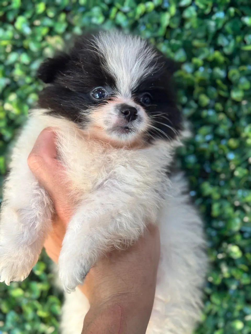 Filhote de Spitz Alemão - Lulu da Pomerania  - Foto 2