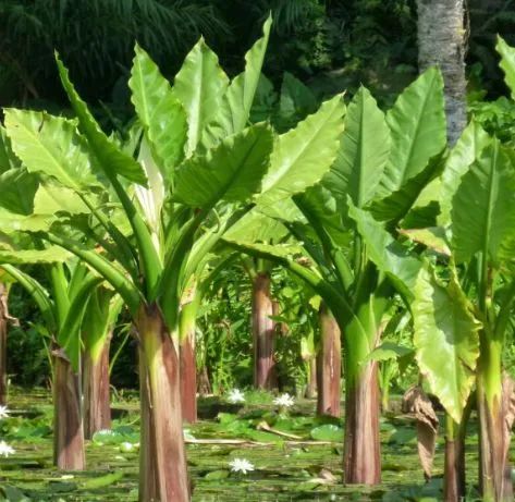 BANANEIRA D'ÁGUA  A Bela E Rara Typhonodorum Lindleyanum - Foto 5