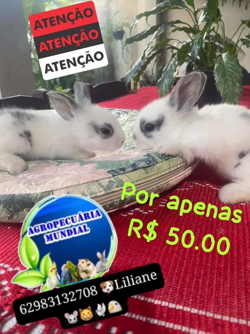 Coelhos e porquinho da índia  - Foto 5