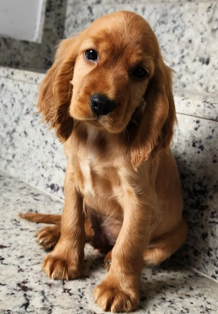 Cocker Fêmea (Dourada) Com Pedigree a Pronta Entrega!