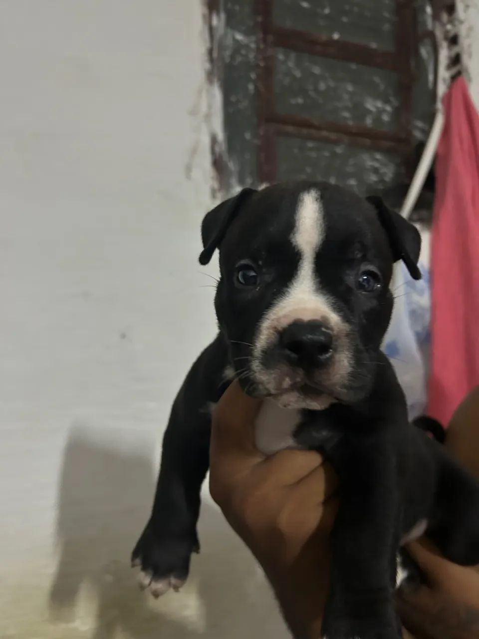 Filhotes de american bully - Foto 3