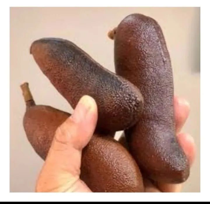 Jatobá fruto medicinal - Foto 6