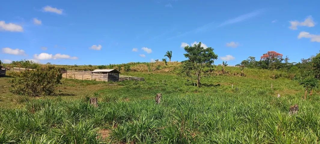 fazenda liberdade  - Foto 5