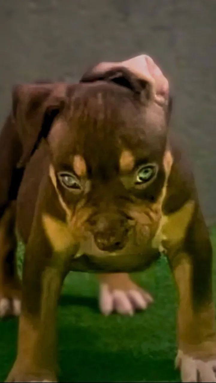 Filhote de Pit Monster 